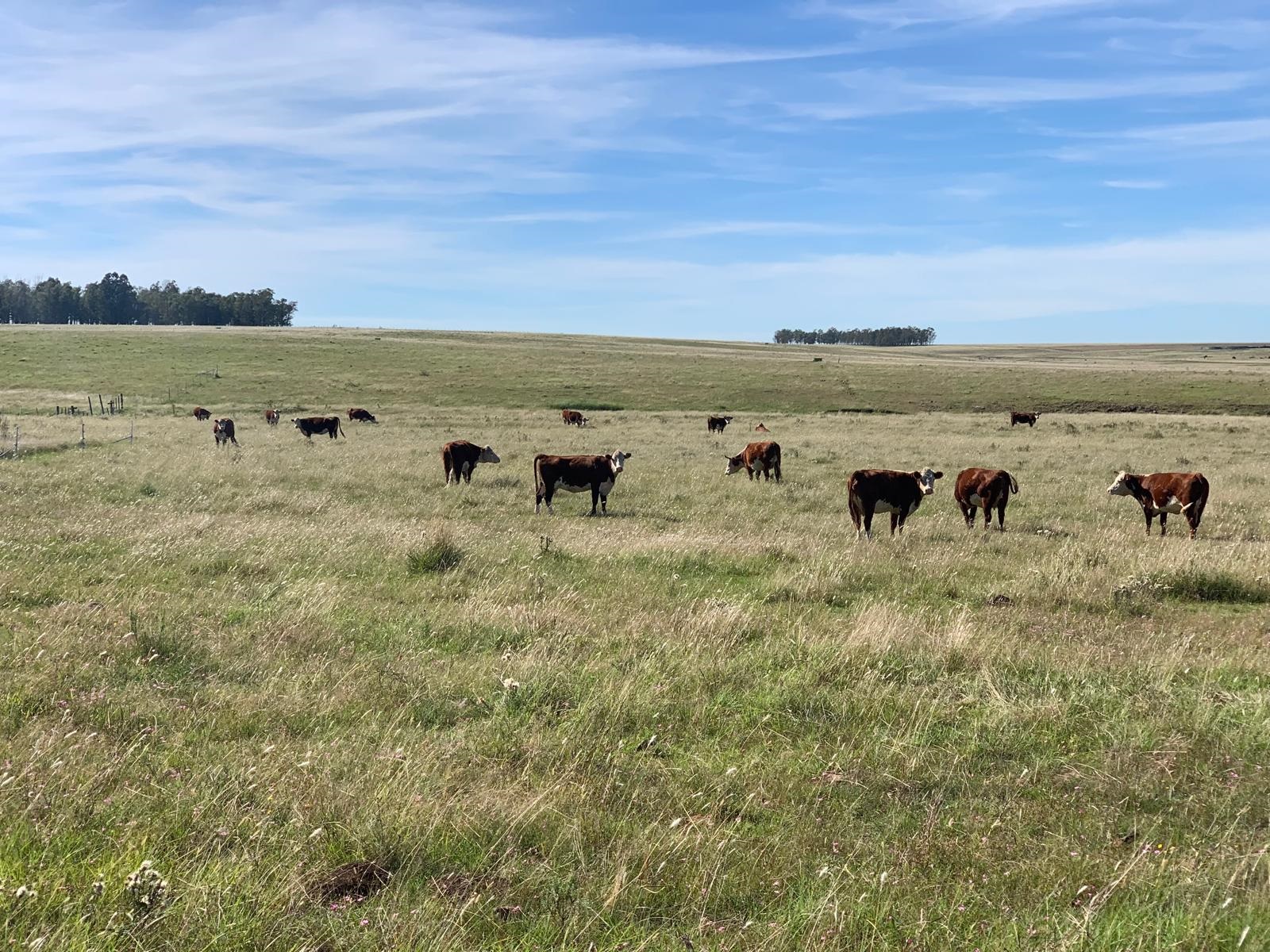 Mercado de haciendas continúa con firmeza en los valores y caracterizado por la escasez de oferta de ganado terminado