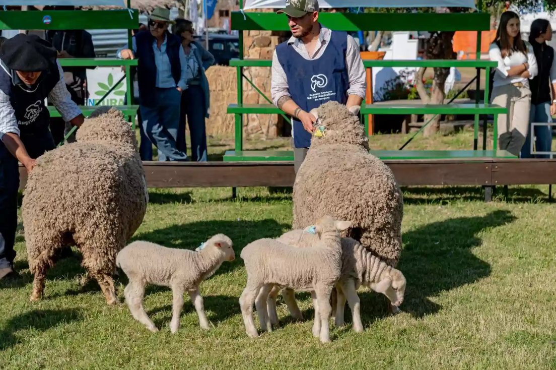 Con 193 animales pasando por pista, este jueves inicia una nueva edición de Expo Salto