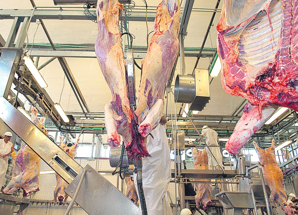Nuevo control del MGAP impedirá faenar animales que no cumplan los tiempos de espera