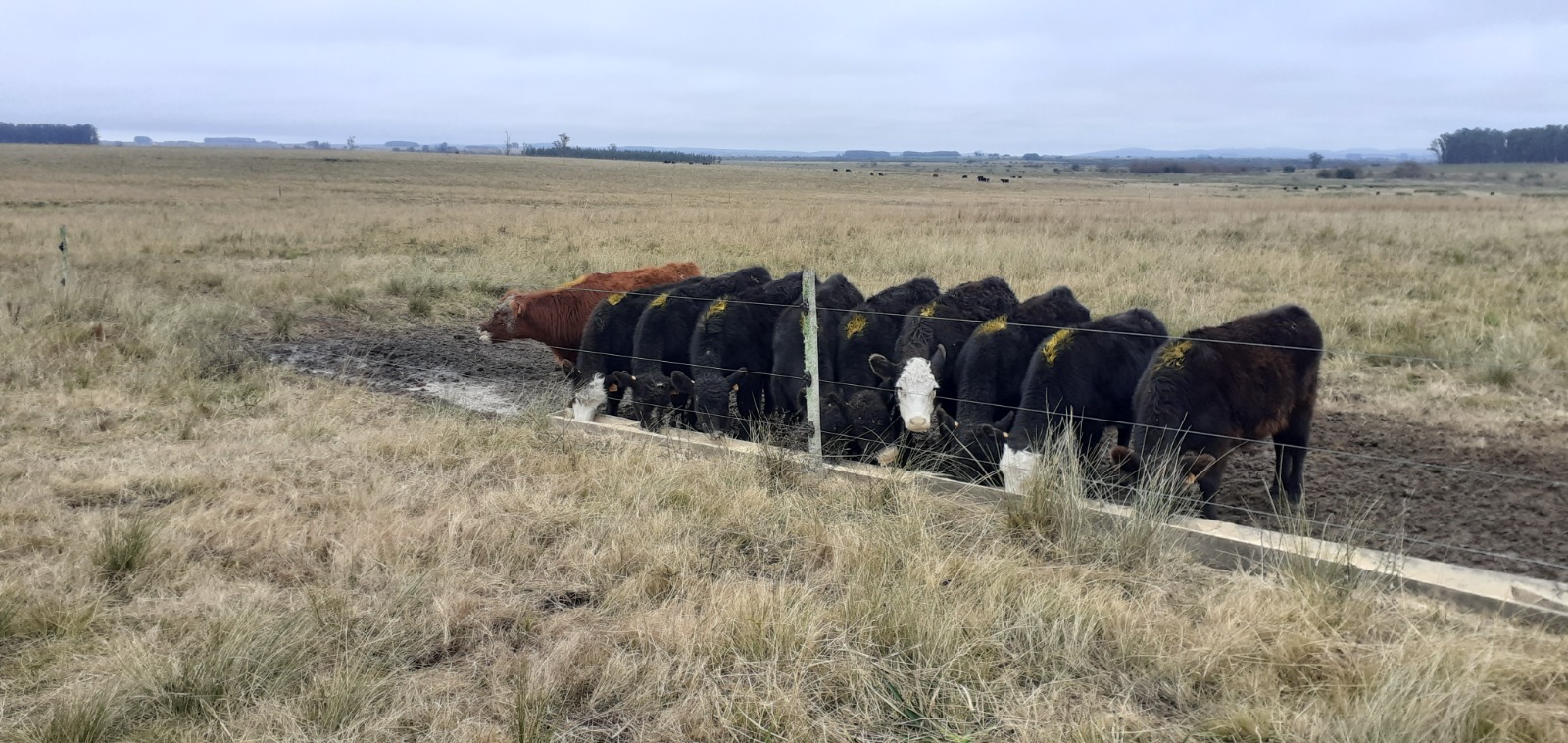 Recría vacuna: la clave para producir más carne y aprovechar el buen momento del mercado