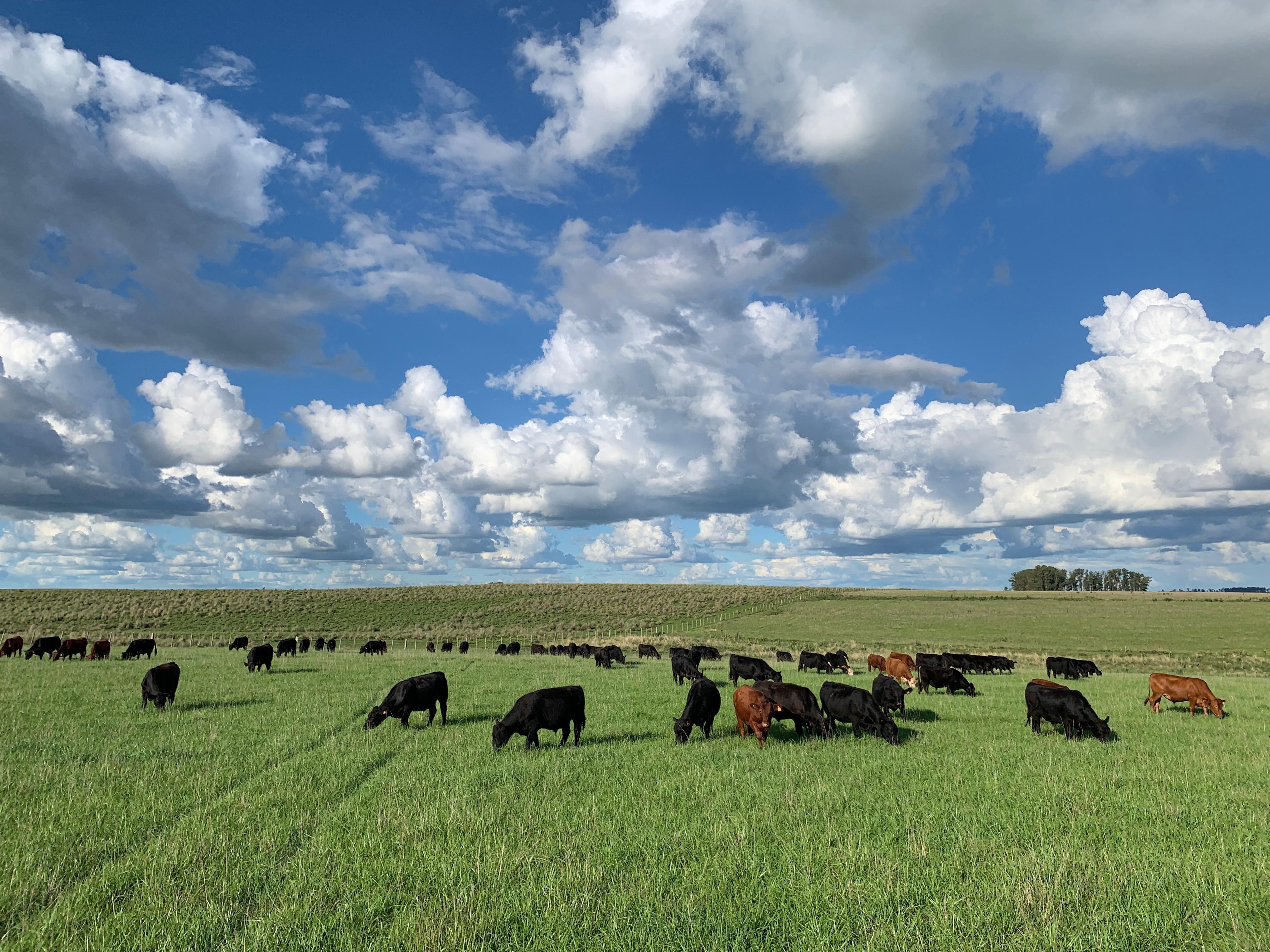 Mercado de haciendas con muy pocos negocios concretados