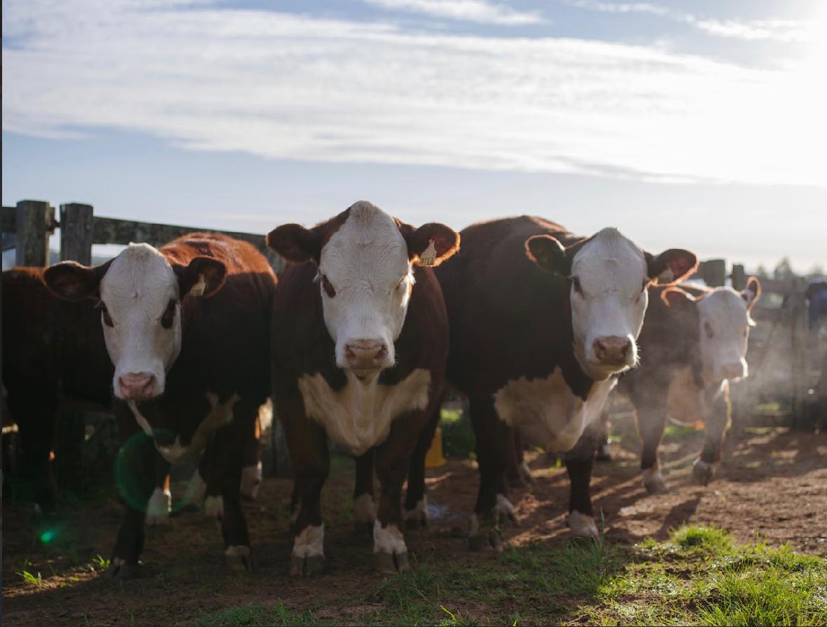 Expo Nacional Hereford: 200 ejemplares pasarán por la pista de la Sociedad Fomento Rural de Curticeiras