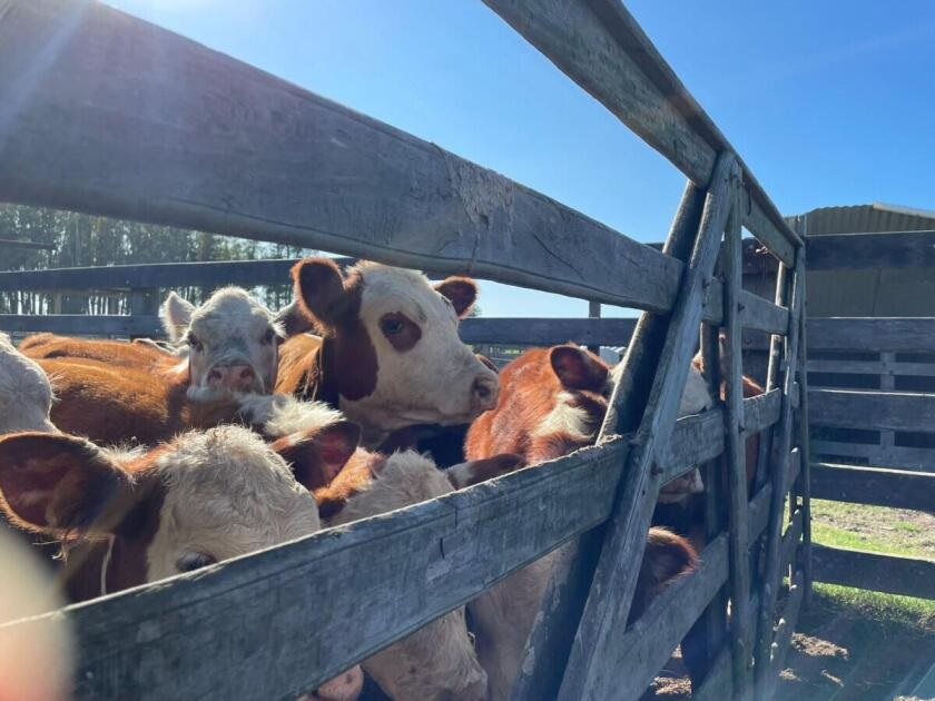 Mercado de haciendas sigue con firmeza en los precios y marcada demanda por novillos