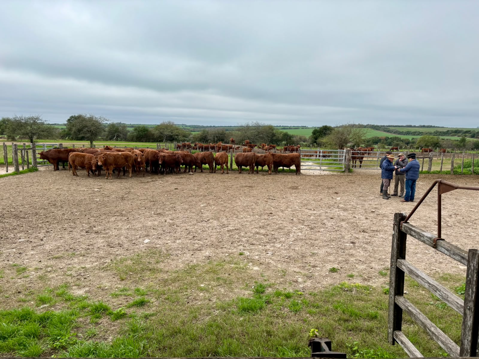 Limangus hizo su primera prueba de engorde y faena de novillos a corral