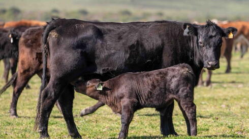 Uruguay tiene capacidad de producir carcasas más pesadas