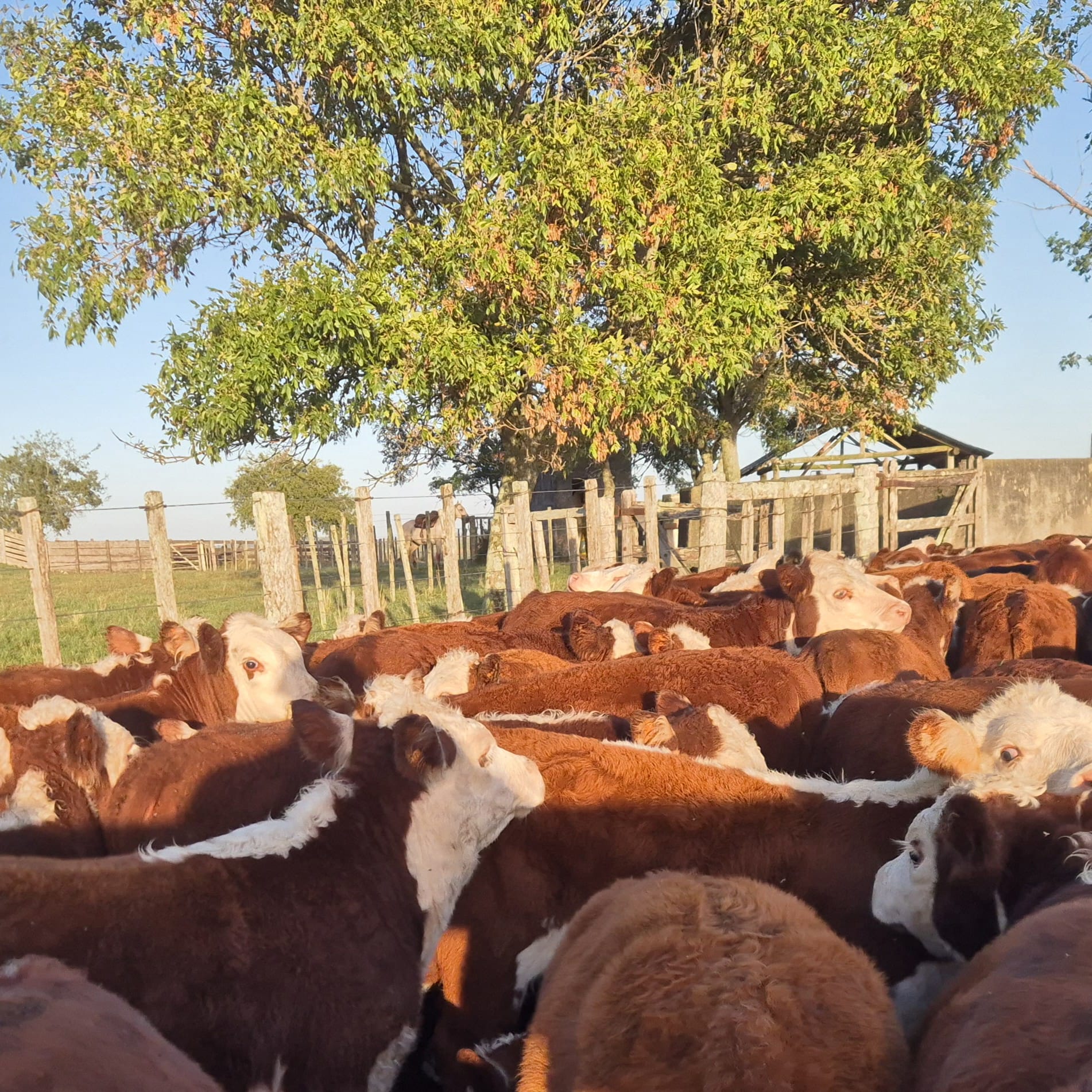 Mercado del ganado gordo con firmeza y disparidad 
