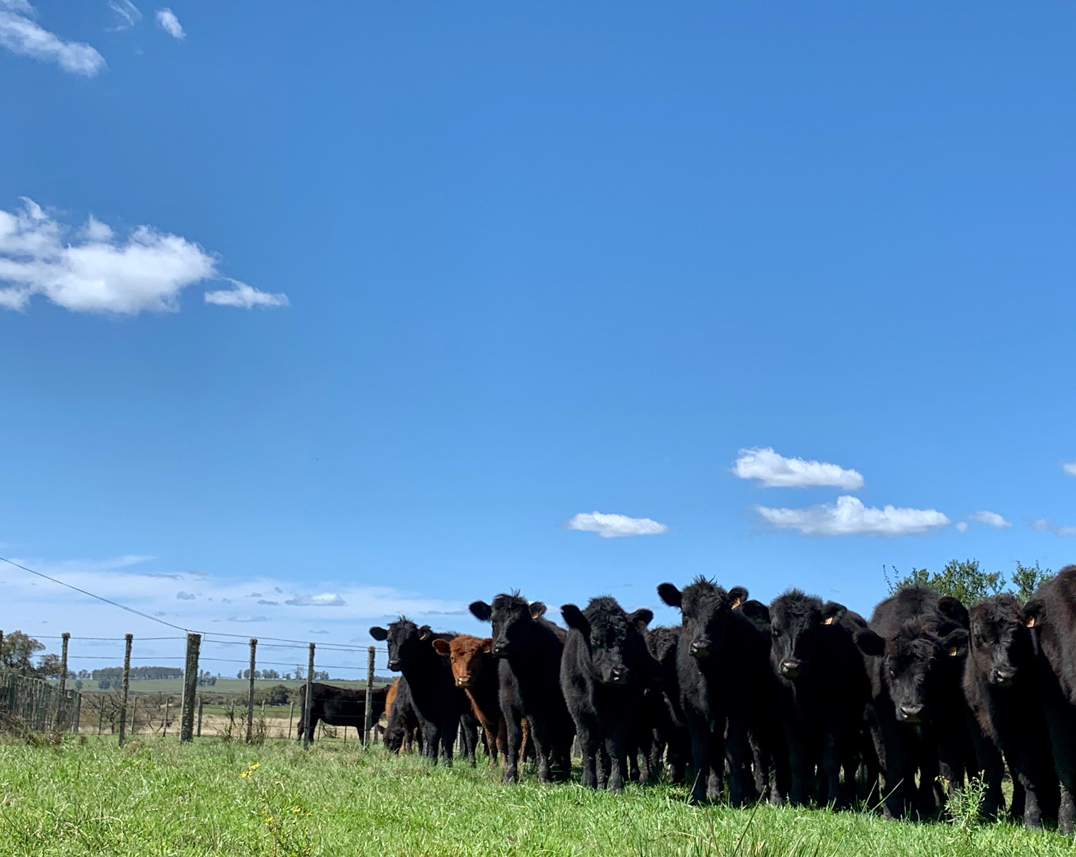 Mercado de haciendas continúa firme, con escasa oferta de animales terminados y predomina la actividad Kosher