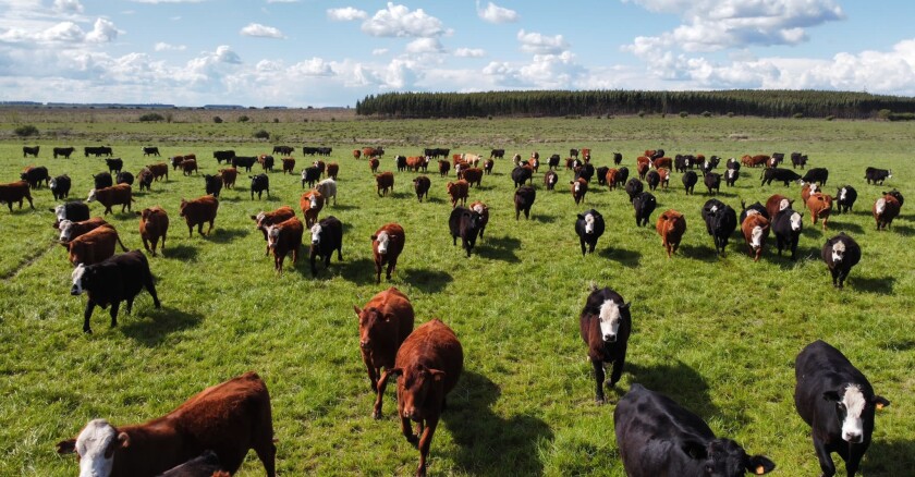 Mercado de haciendas con escasez de oferta y pocos negocios concretados