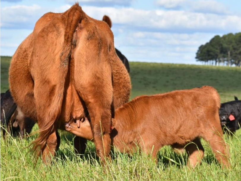 El sello Angus para una nueva Expo Otoño, este viernes 24 y sábado 25 desde Florida