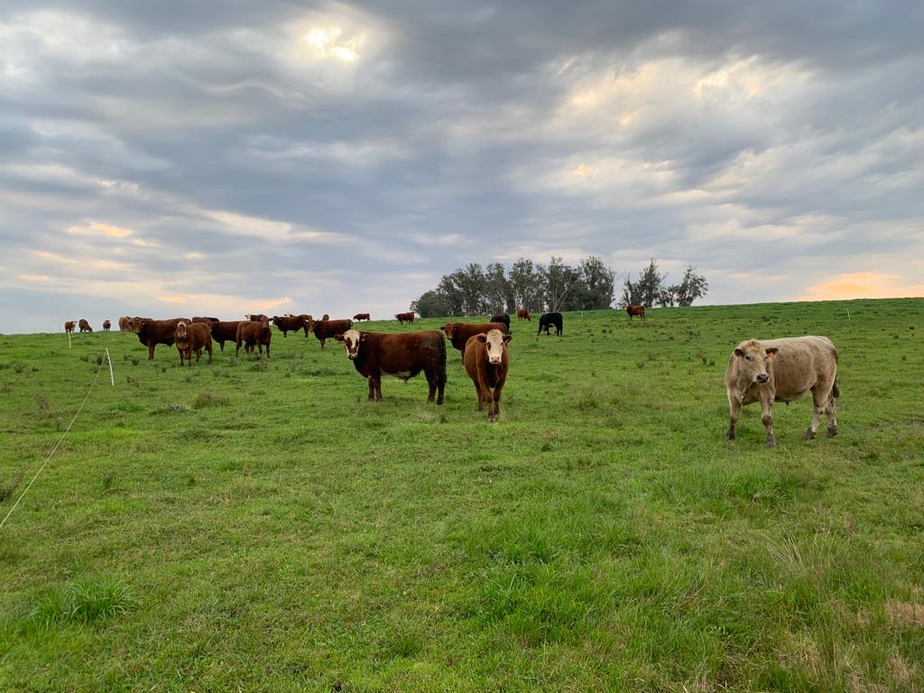 Conexión Ganadera: se obtuvieron ingresos de US$ 51 millones por venta de ganado, y de ese dinero se le pagarán US$ 35 millones a los inversores